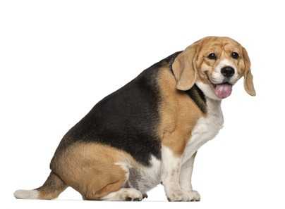 Il Sovrappeso E L’obesità Nel Cane, Cause E Rimedi