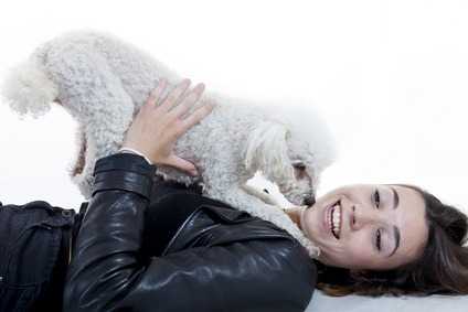 Barboncino nano cane da compagnia