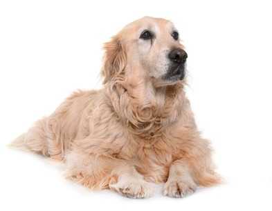 Cane anziano: alimentazione e cura del cane anziano