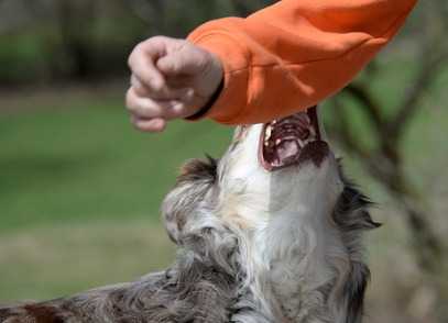 Cane che morde: come insegnare al cane a non mordere, consigli utili