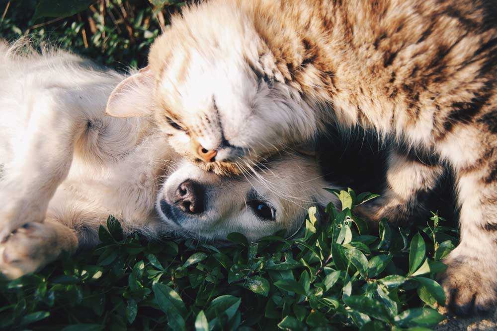 Linea crocchette per cani dalla Grana Pura Natura