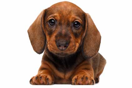 Cuccioli e cani con patologie: la Barf è possibile?
