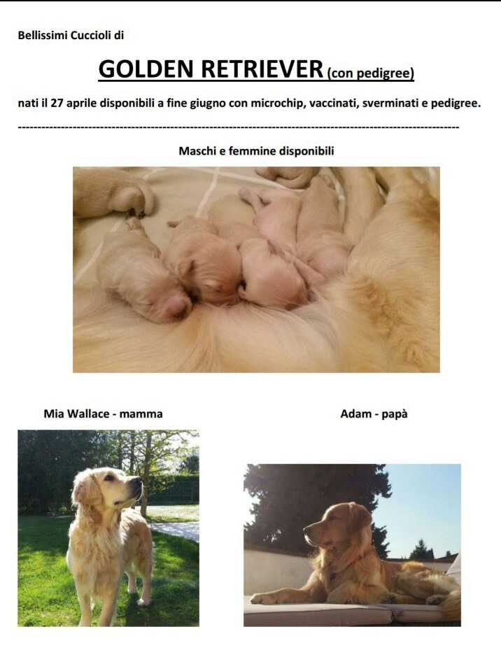 Bellissimi cuccioli di Golden Retriever con Pedigree