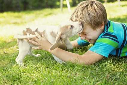Perché i cani mordono i bambini?