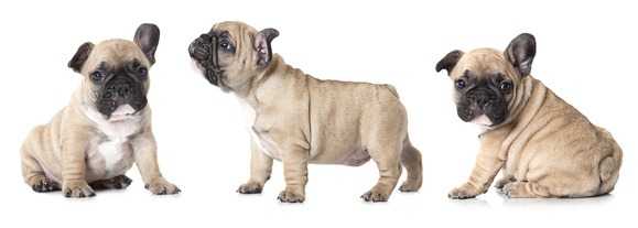 Cucciolo di bulldog francese con orecchio abbassato