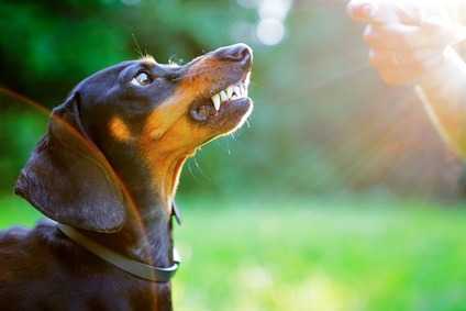 Cure dentali nel cane, esempio pratico