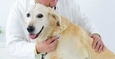 Displasia anca cane come riconoscerla
