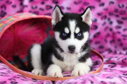 Displasia dell'anca nel cane: l'importanza di una buona prevenzione