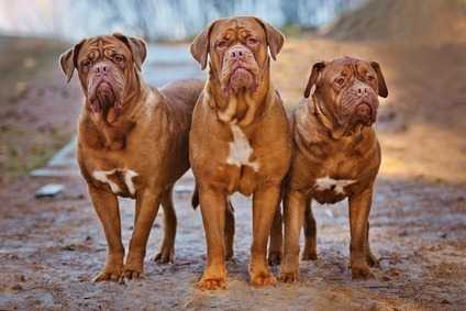 Sospetta displasia all'anca per un Dougue de Bordeaux