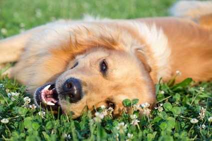 L'amore incondizionato del cane