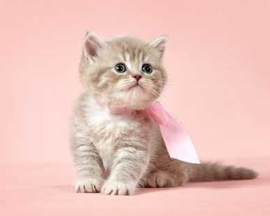 A quale età fare i vaccini al gatto?