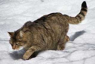 Come riconoscere il gatto in calore