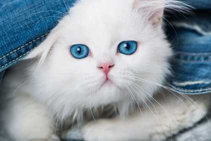 Attenzione alla gelosia fra cane e gatto
