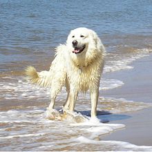 Giocare in spiaggia con il cane
