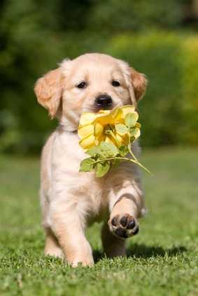 Manifestazioni di intossicazione e avvelenamento del cane