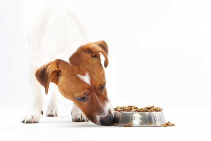 L'alimentazione del cane cucciolo
