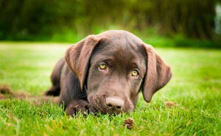 La displasia del cane: le cure