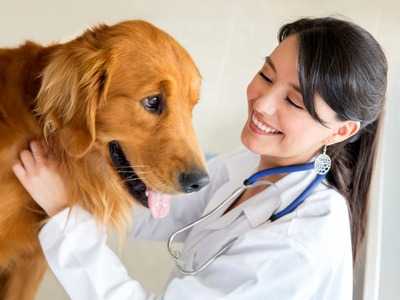 La terapia della torsione stomaco del cane