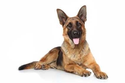Le razze canine più predisposte alla displasia dell'anca