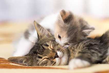 Perché è meglio lasciare un gattino con la madre per almeno due mesi prima di adottarlo?