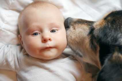 E’ consigliabile non lasciare mai soli, senza sorveglianza un cane e bambino piccolo.