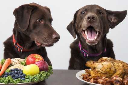 La sensibilità alimentare del cane: le cause