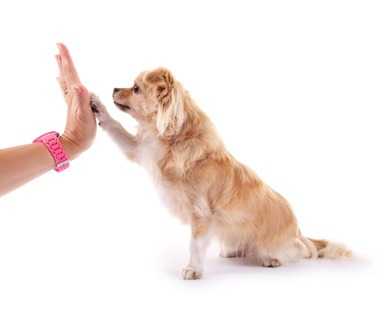 Sterilizzazione del cane modalità d'intervento