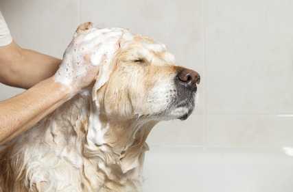L’igiene del cane, consigli e prodotti