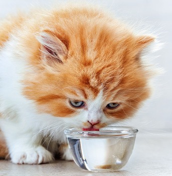 vomito del gatto - perché il gatto vomita, cause e rimedi