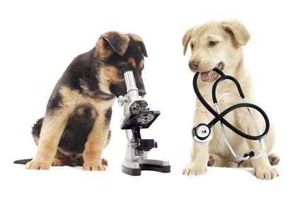 leishmaniosi cane diagnosi