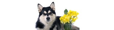 Tutto per Cani