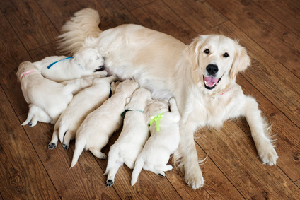 alimentazione del cane in gravidanza