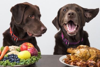 La dieta ad esclusione del cane