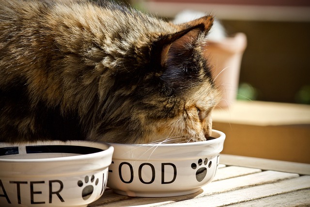 cibo per gatti diabetici