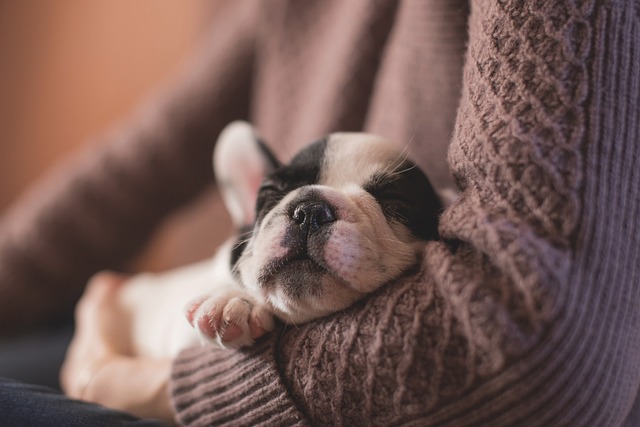 crocchette puppy