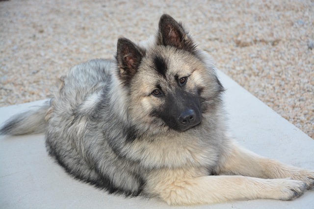durata della gravidanza del cane