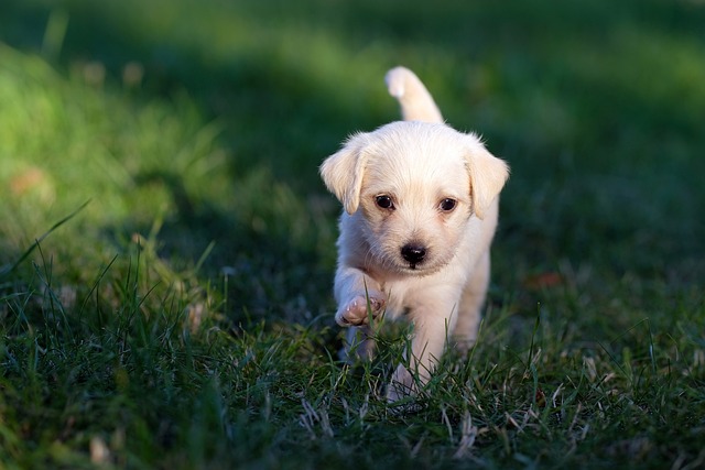 farmina puppy