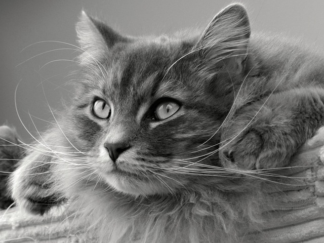 Farmina Struvite Gatto