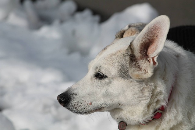 milgior cibo umido per cani anziani