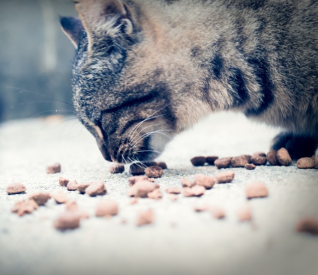 Premietti per gatti: guida alla scelta