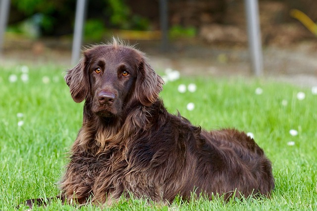 I sintomi del diabete nel cane