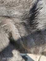  Dermatite o pellagra per un cane? Come riconoscerla?