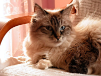  Le patologie del gatto e l’alimentazione specifica con Farmina Veterinary