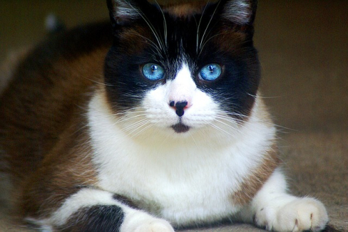 Prevenire e gestire le malattie feline: il ruolo di un’alimentazione mirata