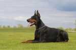 Scelta delle crocchette ideali per un Dobermann