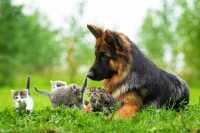 Importanza dei condroprotettori negli alimenti per cani Monge