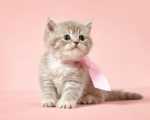 La crescita del gatto cucciolo e gli alimenti specifici di Pet Shop Store