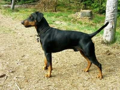 Pincher apatico al ritorno dalla pensione per cani