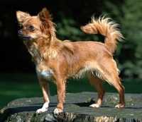 Il Microchip del cane può essere doloroso?