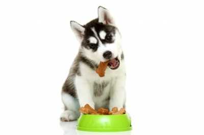 Gli alimenti secchi per cani Prolife, elevata qualità ed attenzione al benessere